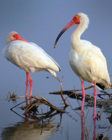 White Ibis Courtship (4x5 ratio)